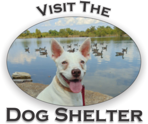 SCHS Dog SHelter