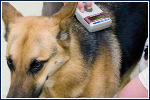 Microchipping Pets