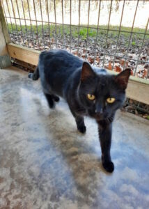Female Black Cat