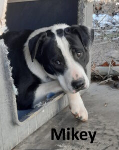 Mikey – Stone County Humane Society