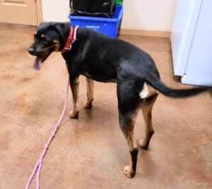 Rottweiler Mix