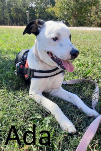 Stone County Humane Society
