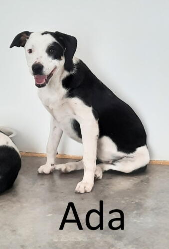 Stone County Humane Society