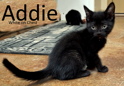 Stone County Humane Society