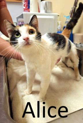 Stone County Humane Society