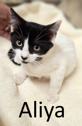 Stone County Humane Society
