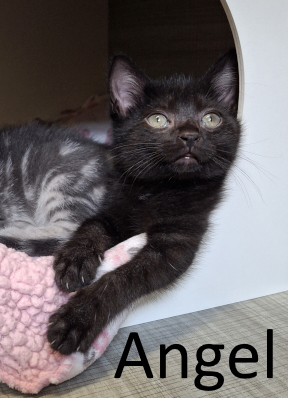 Stone County Humane Society