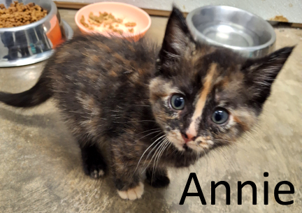 Stone County Humane Society
