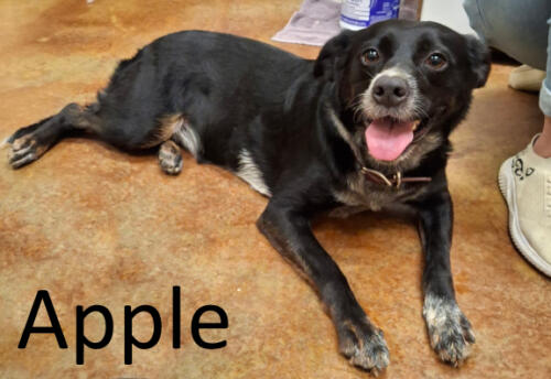 Stone County Humane Society