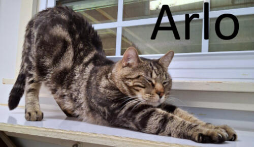 Stone County Humane Society