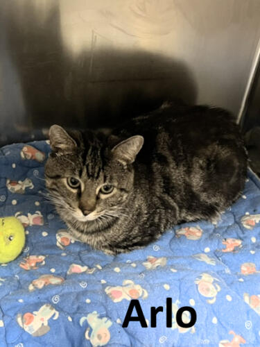 Stone County Humane Society