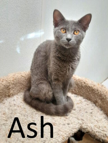 Stone County Humane Society