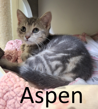 Stone County Humane Society