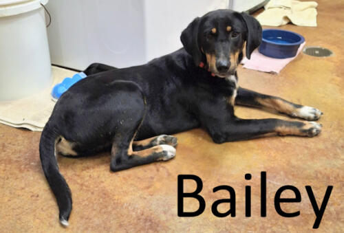 Stone County Humane Society