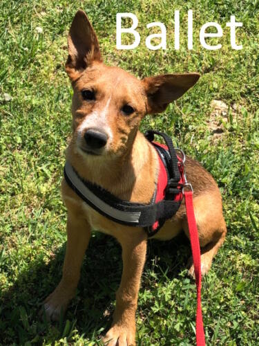 Stone County Humane Society