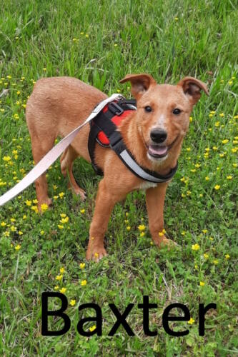 Stone County Humane Society