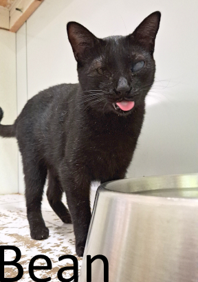 Stone County Humane Society