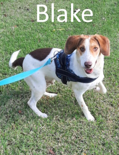 Stone County Humane Society