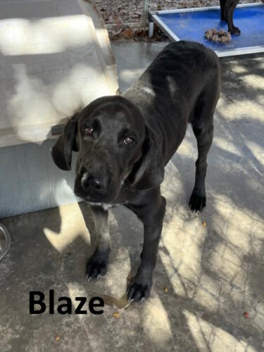 Stone County Humane Society