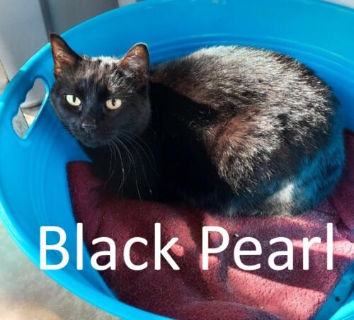 Stone County Humane Society