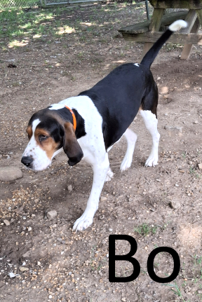 Stone County Humane Society