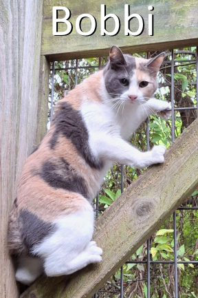 Stone County Humane Society