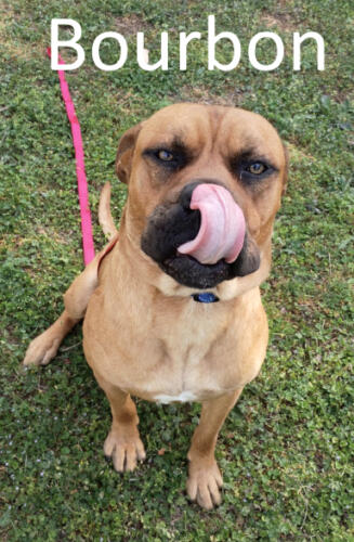 Stone County Humane Society