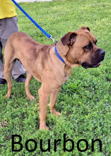 Stone County Humane Society