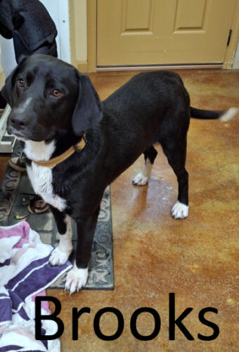 Stone County Humane Society