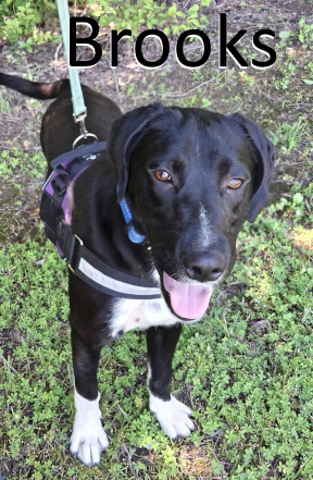 Stone County Humane Society