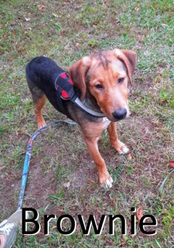 Stone County Humane Society