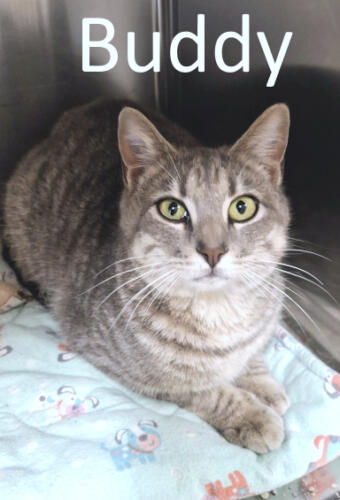 Stone County Humane Society