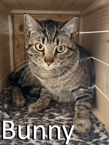 Stone County Humane Society