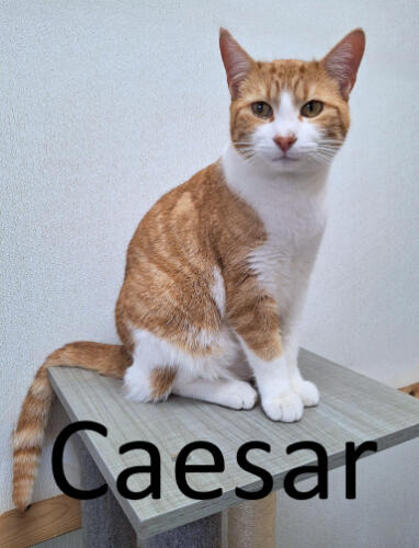 Stone County Humane Society