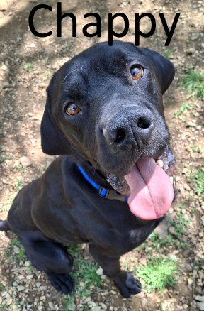 Stone County Humane Society