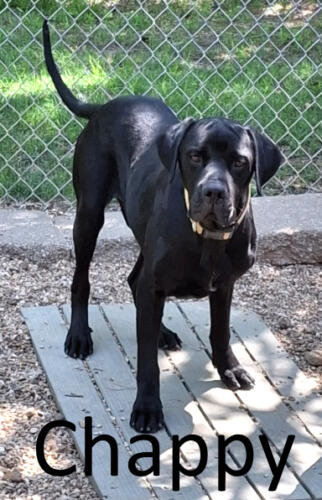 Stone County Humane Society