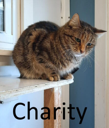Stone County Humane Society