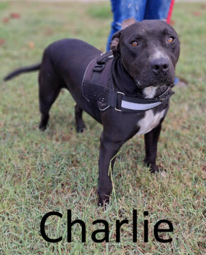 Stone County Humane Society