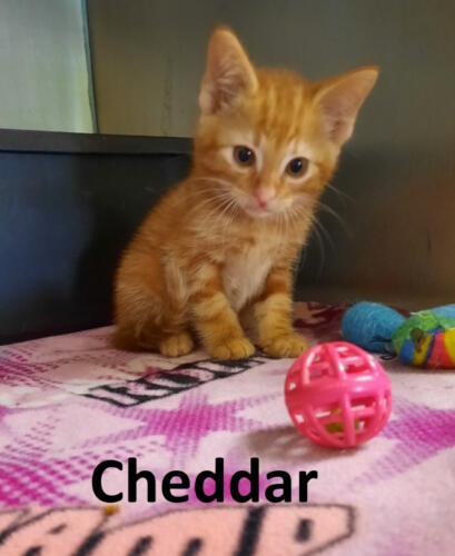 Stone County Humane Society