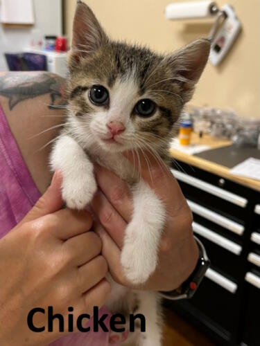 Stone County Humane Society