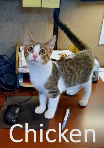 Stone County Humane Society
