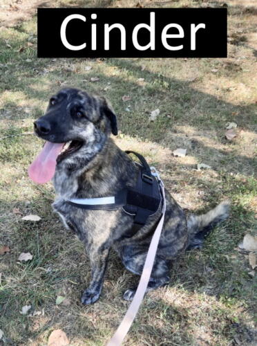 Stone County Humane Society