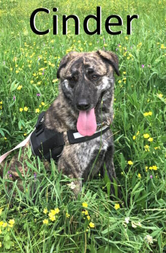 Stone County Humane Society