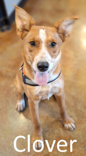 Stone County Humane Society