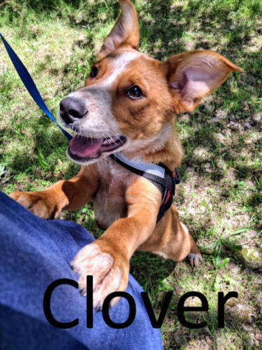 Stone County Humane Society