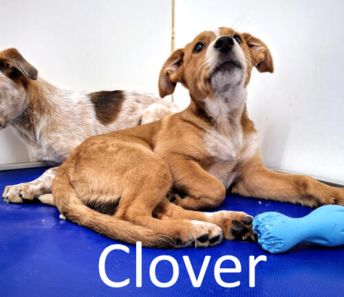 Stone County Humane Society
