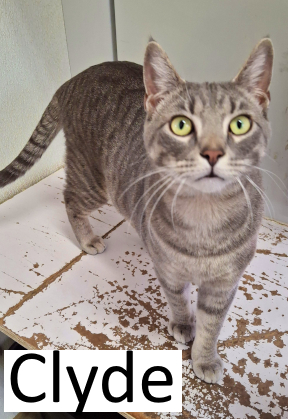 Stone County Humane Society