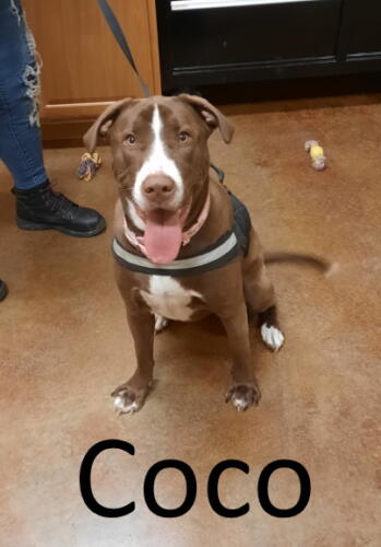 Stone County Humane Society