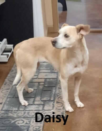 Stone County Humane Society