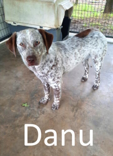 Stone County Humane Society